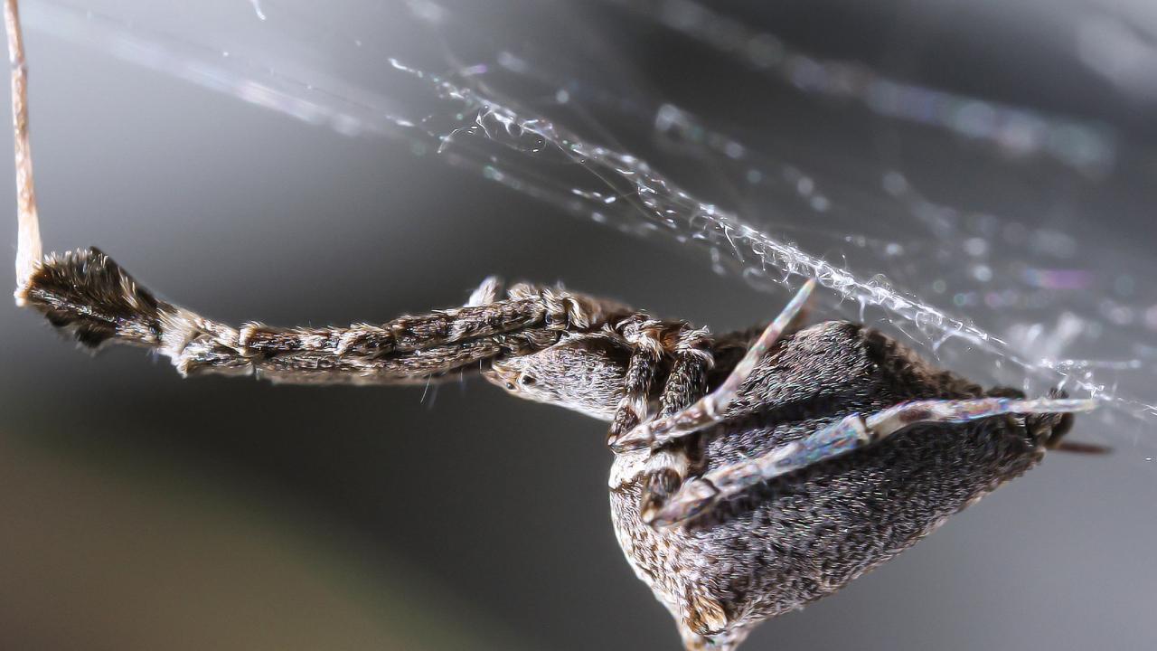 A cribellate spider (© Oxford University)