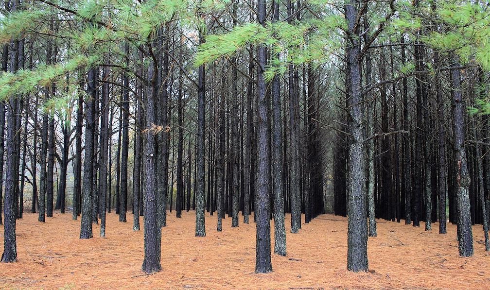 A loblolly pine plantation (© USDA Natural Resources Conservation Service)
